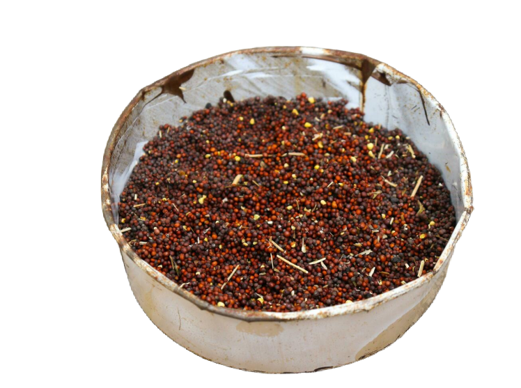 Sprouted Ragi (முளைகட்டிய ராகி,अंकुरित रागी)