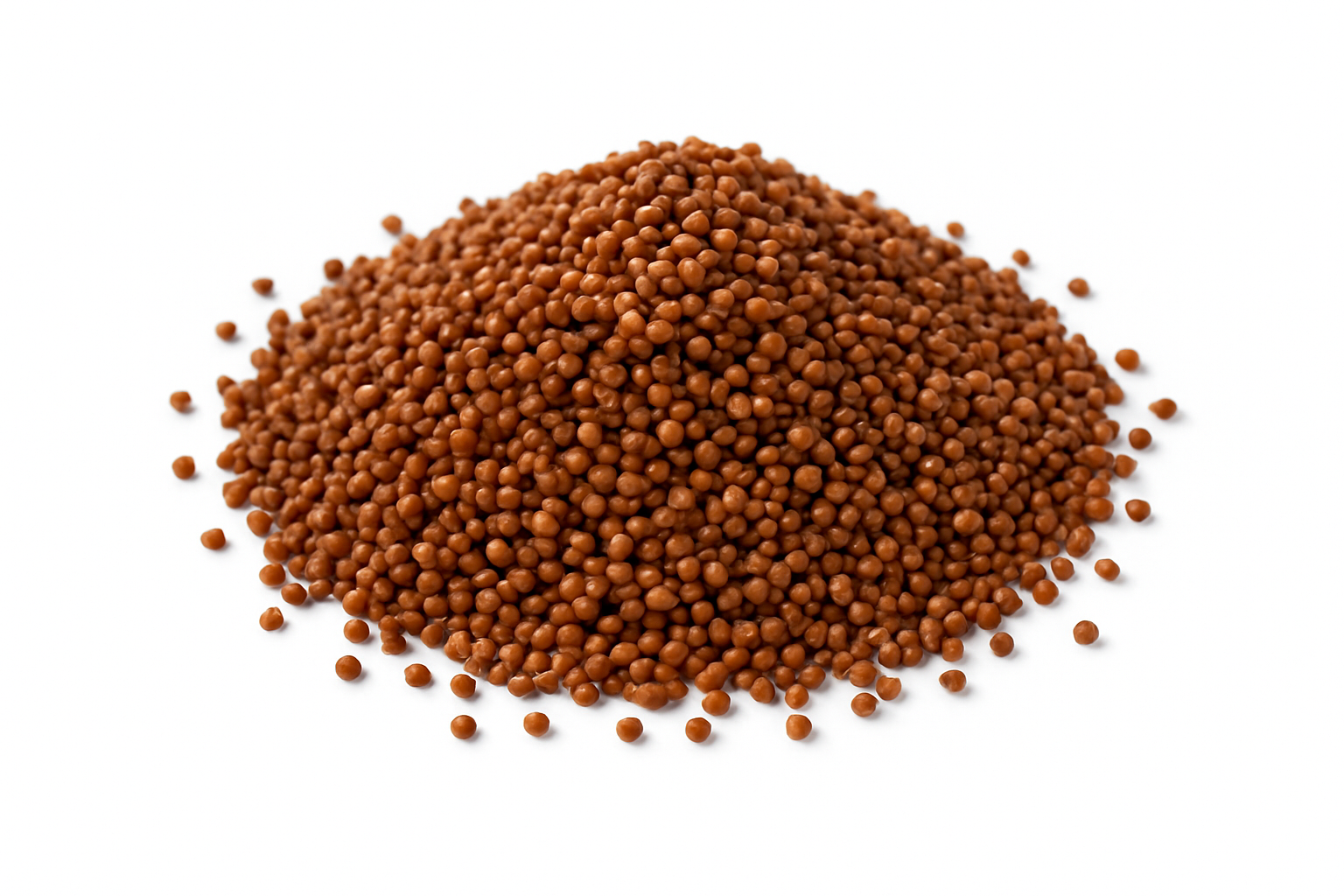 Finger Millet (Finger / ராகி / मंडुआ)