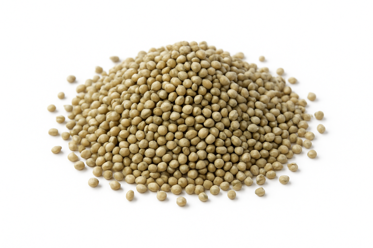 Pearl Millet (Pearl / கம்பு / बाजरा)